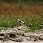 Charadrius alexandrinus2