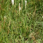 Plantago schwarzenbergiana - Švarcenbergova bokvica