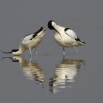 Recurvirostra avosetta Sabljarka