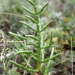 Salicornia europaea - ceklenjača1
